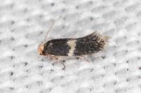 Ectoedemia suberis