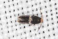 Ectoedemia suberis