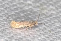 Trifurcula immundella
