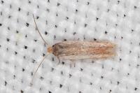 Trifurcula immundella