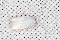 Opostegoides menthinella