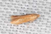Tischeria dodonaea