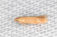 Tischeria dodonaea