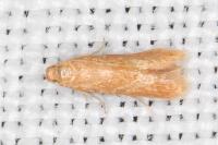 Tischeria dodonaea