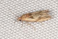Eucosma gr. cana