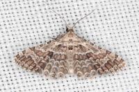 Alucita palodactyla
