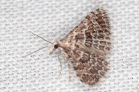 Alucita palodactyla