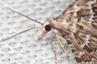 Alucita palodactyla