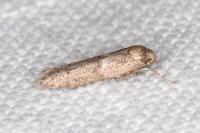 Blastobasis phycidella