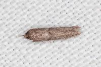 Blastobasis phycidella