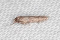Blastobasis phycidella