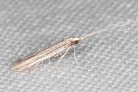 Coleophora calycotomella