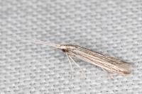 Coleophora calycotomella