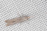 Coleophora calycotomella