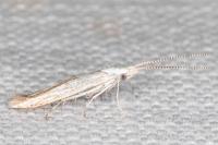 Coleophora zelleriella