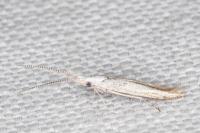 Coleophora zelleriella