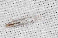 Coleophora zelleriella
