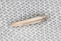 Megacraspedus lanceolellus
