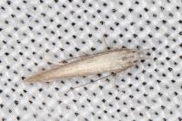 Megacraspedus lanceolellus