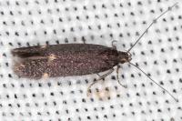 Oxypteryx atrella