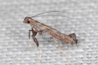 Caloptilia cuculipennella