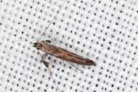 Caloptilia cuculipennella