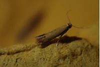 Coptotriche marginea