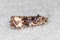Endothenia oblongana