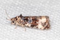 Endothenia oblongana
