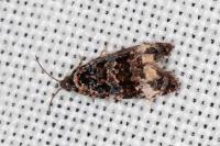 Endothenia oblongana