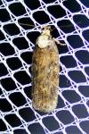 Depressaria