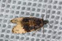 Hedya ochroleucana