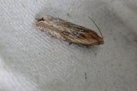 Eucosma