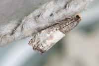 Notocelia cynosbatella