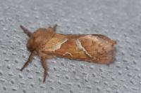 Triodia sylvina