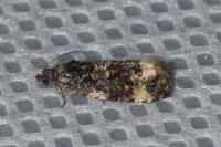 Endothenia gr. gentianaeana