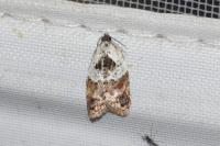 Acleris variegana