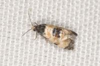 Neocochylis dubitana