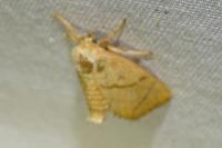 Apoda limacodes