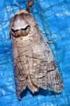 Cossus cossus