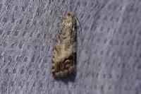 Cydia splendana