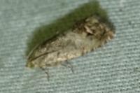 Cydia splendana
