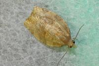 Pandemis heparana