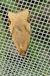 Paramesia gnomana