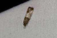 Spilonota ocellana