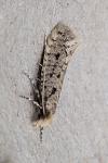 Ateliotum petrinella
