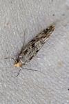 Ateliotum petrinella