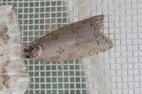 Cnephasia