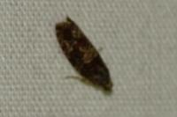 Zeiraphera isertana