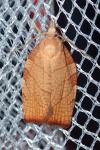 Pandemis corylana
